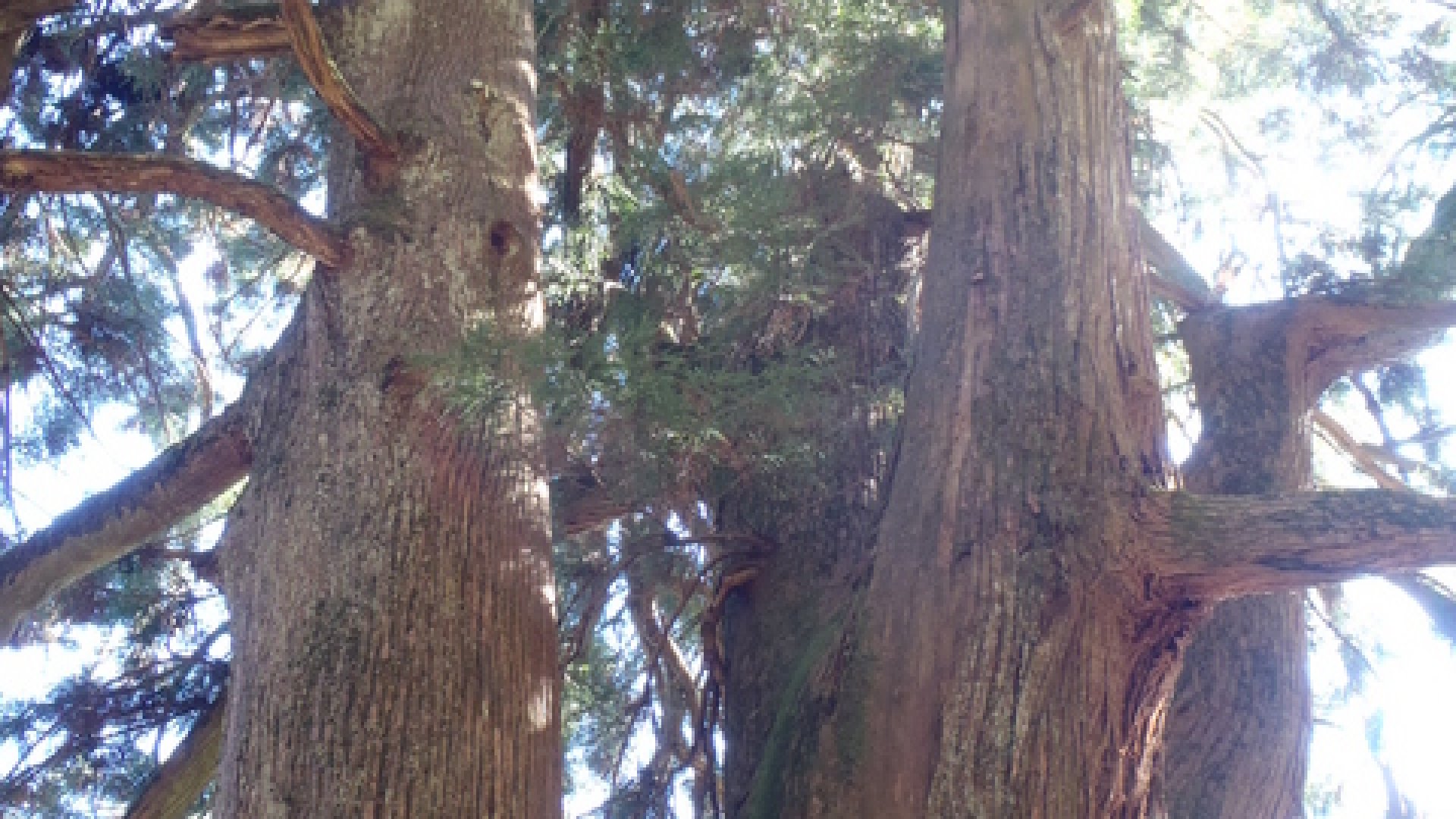 ⛩️ 리쿠추 이치노미야 고마가타 신사 이미지 8